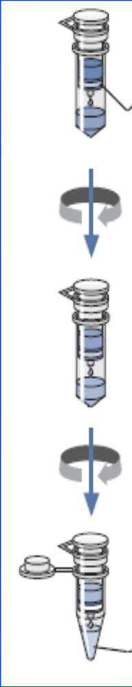 Tessuto in soluzione di lisi, viene omogeneizzato con il potter La membrana alla quale sono legati gli acidi nucleici, viene lavata con soluzioni contenenti etanolo in modo da eliminare i residui