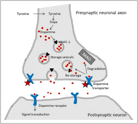 Amfetamina (DAT > NET >> SERT) Metamfetamina (DAT > NET >> SERT) Metilfenidato (ritalin) (DAT/NET) Metilen-diossi-metamfetamina (ecstasy) (NET/SERT < DAT) Khat Amfetamina VMAT - si lega a DAT per