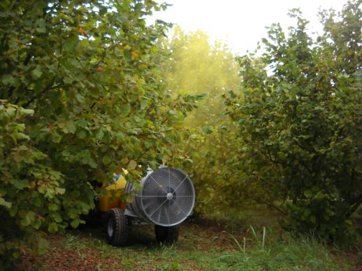 TIPOLOGIE DI NOCCIOLETO Le situazioni più rappresentative delle diverse tipologie di noccioleto possono suddividersi come indicato di seguito in tabella: Piante piccole potate (impianti fino a 7 anno