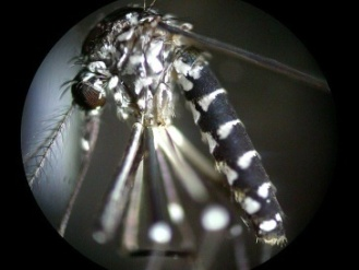 di Aedes albopictus in