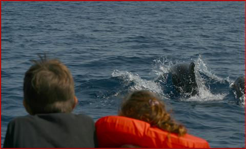 Whale watching & Conservazione L attività di Whale watching non rappresenta soltanto un mezzo per sensibilizzare il grande pubblico alla conoscenza dei Cetacei presenti nel nostro mare, ma svolge un