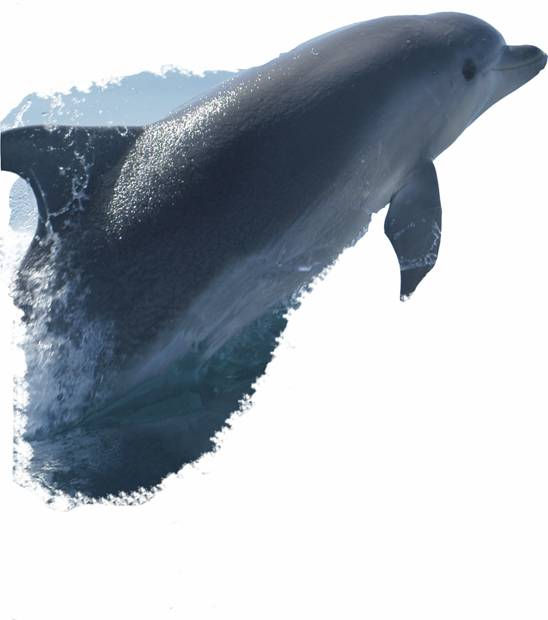Imparare giocando E per i più piccoli ecco qualche quiz per saperne di più. 1) A quali specie di delfini tra Tursiope, Delfino comune e Stenella striata appartengono le seguenti immagini?