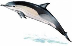 A- lo studio delle balene tramite l osservazione dei segni particolari presenti sulla pinna dorsale che si possono osservare dalle fotografie B- l osservazione dei Cetacei nel loro habitat naturale