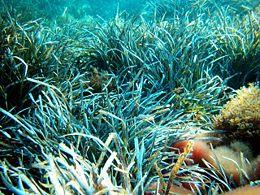 Le Fanerogame possono essere sia terrestri sia acquatiche e tra le fanerogame marine troviamo Posidonia oceanica.