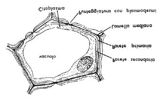 D.1.2 Analisi citologica di una fibra liberiana I tessuti sono insiemi di cellule correlate dal punto di vista morfologicofunzionale.