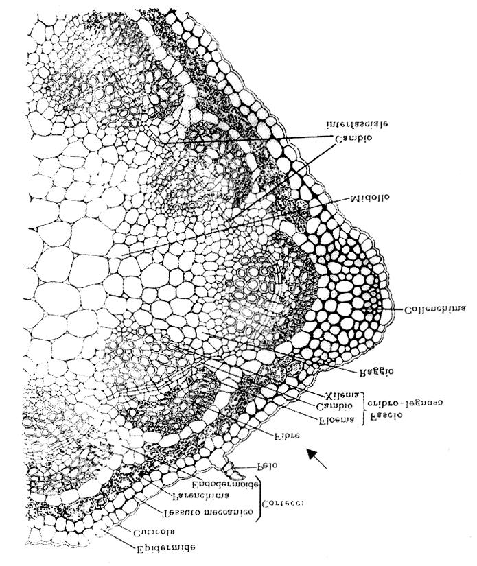 sviluppare una struttura definitiva dividendosi dal tessuto meristematico, allungandosi e disponendosi in distinti fasci vascolari che corrono attraverso un tessuto morbido (corteccia e midollo): gli