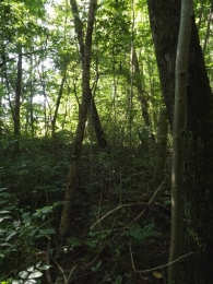 pseudacacia Tipo forestale: aceri-frassineto tipico var.