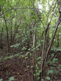 1 Robinia pseudoacacia 2 Robinia pseudoacacia 3 Prunus padus 4 Castanea