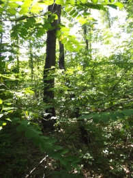 (giovane) 3 Castanea sativa (ceppaia) 4 Robinia pseudacacia (ceppaia)