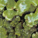 terrestri senza vasi conduttori ( tubicini, per il trasporto della linfa), sono le briofite: derivano probabilmente da un alga