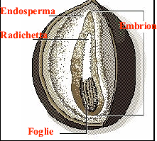 LE PIANTE CON I SEMI Le piante che producono (fanno) semi si chiamano spermatofite.