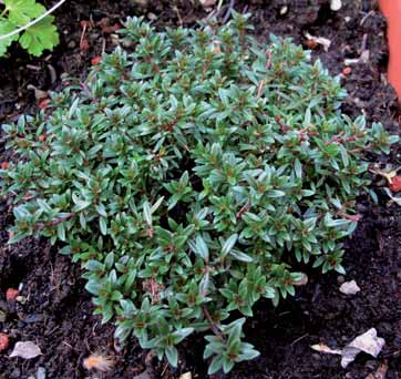 Pianta cespugliosa-coprente. 404001 Helicrisum Italicum (Pianta curry).