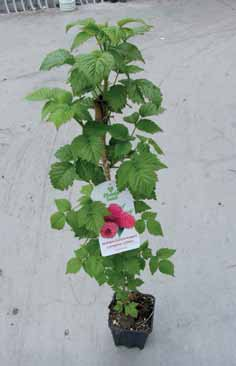Produzione in vaso quadrato 13x13 da 2,5 litri, giusto compromesso per avere piante forti, in grado di produrre frutti già nella stagione di piantagione.