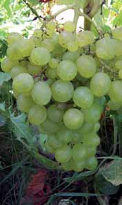 La scelta è esclusivamente su varietà di Vitis vinifera tolleranti le più importanti malattie (peronospora e oidio).