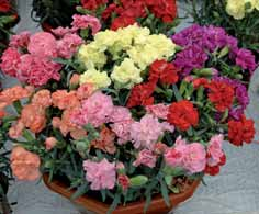 usare come fiore reciso per bouquet corti con ottima vita in vaso. Senza brachizzanti la fioritura arriva a 30-40 cm.