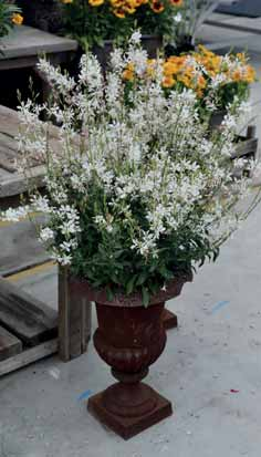 Fiore bianco, taglia medio alta, ottimo accestimento e capacità di fioritura.