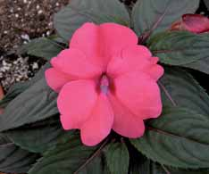 SUNPATIENS COMPACT 211002 Compact white 211001 Compact red