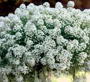 214501 Stream LOBULARIA White... Bianco puro a piante relativamente contenitori da 104 fori compatta. consegne da sett.