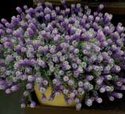 214510 Stream mix (white, purple, Grande pianta da giardino di ottimo sviluppo. Fiori profumati di miele.