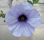 217518 Surfinia Sumo rose (E) Comportamento di pianta come Sumo Purple.