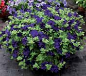 .. Nuovo blu con fiori di miglior colore e pianta più ordinata.