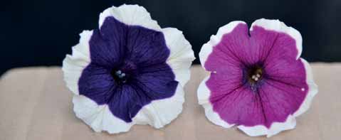 .. Petunia stellata purple e bianco a fiore medio piccolo molto elegante. Pianta dell anno nel 2010 in Baviera.
