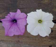 pianta di medio vigore, fiore medio. 218531 Vogue blu&purple bordato mix... STRISCE 2 bordati davvero eleganti,.