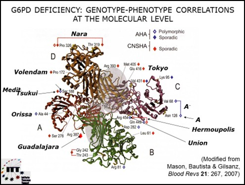 Oggi sono stati clonati i geni che codificano l enzima 6 fosfato deidrogenasi e di conseguenza si conoscono le specifiche mutazioni geniche e la loro correlazione con i differenti fenotipi di