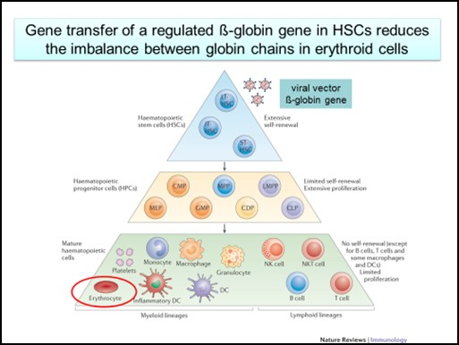 L altro aspetto cruciale della terapia genica è rappresentato dalle cellule target, le cellule staminali ematopoietiche totipotenti.