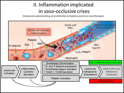 Sono questi efficaci, ovvero sono gravati da ulteriori problemi e complicanze? La Prof.ssa De Montalembert ha approfondito queste tematiche.