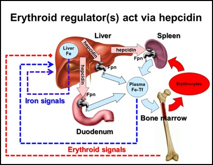 T. Ganz (Los Angeles, USA) Novità in campo di: metabolismo del ferro Il Prof. Ganz di Los Angeles ha presentato dati recentissimi sul ruolo dell epcidina nella regolazione del metabolismo del ferro.