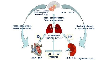 Insufficienza respiratoria: malattia di organo o di organismo? Il ruolo dell equilibrio acido-base F. Sgambato, C. Caporaso, S. Prozzo, E. Sgambato, L.