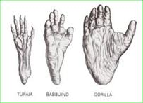 La struttura del piede nell'anatomia moderna si è notevolmente differenziata rispetto ai nostri parenti più vicini,