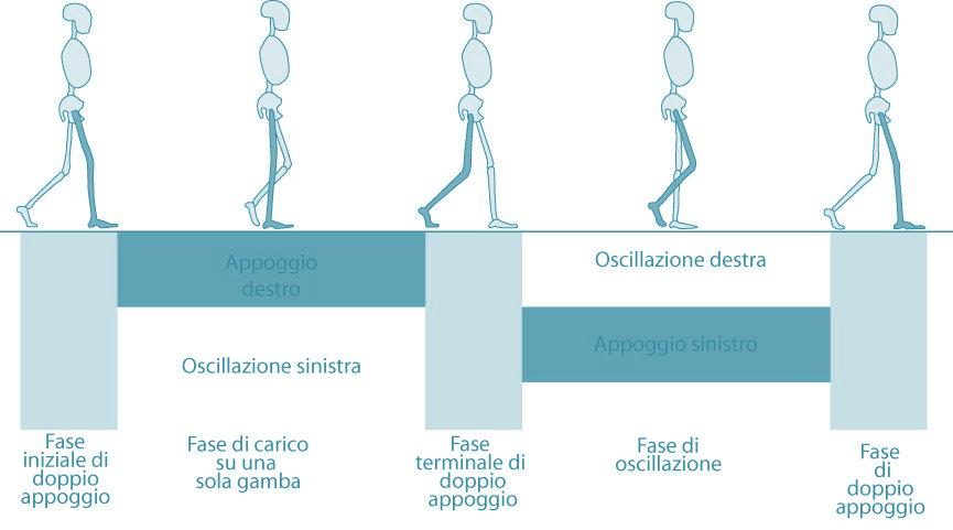 CICLO DEL PASSO l'arto inferiore di interesse si sposta in avanti per opera dei muscoli flessori dell'anca dopo lo stacco delle dita del piede l'arto preso in esame si sposta da una posizione