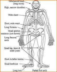 Australopithecus ha camminato in