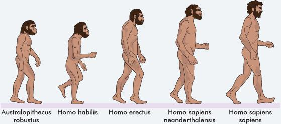 EVOLUZIONE PER CORRERE struttura più compatta, con spalle in posizione elevata e robuste connessioni