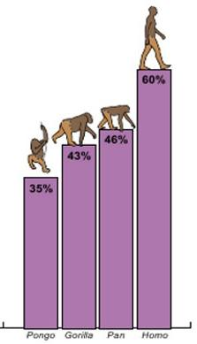 EVOLUZIONE PER CORRERE Gambe corte (Australopitecine) Gambe lunghe ( HOMO SAPIENS) l'aumento della velocità non si registra tanto con