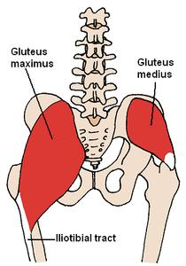 EQUILIBRIO E STABILITA il nostro corpo presenta il cranio articolato sopra la colonna vertebrale = BARICENTRO SITUATO IN POSIZIONE CENTRALE.