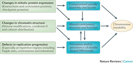 CELL CYCLE