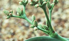 Famiglia Welwitschiaceae Welwitschia