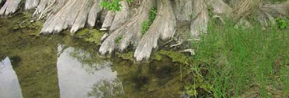 Taxodium