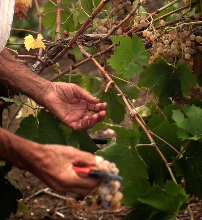 Le nostre vigne Le nostre proprietà si estendono su una superficie di cento ettari di vigneto, dove sono