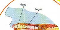 a) BOCCA (cavità orale) 1) TUBO DIGERENTE DENTI _ frantumazione cibo