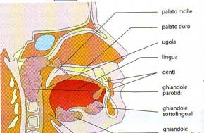 PALATO _ parte superiore del cavo orale _ PALATO DURO parte anteriore PALATO MOLLE parte posteriore _ UGOLA * escrescenza di pelle * al centro del palato molle _ TONSILLE