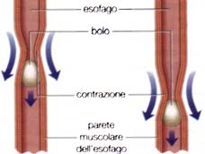 c) ESOFAGO _ diretta continuazione della faringe _ scende lungo il torace e termina nell addome _ tra faringe ed esofago c è un anello di muscoli lisci involontari lo SFINTERE ESOFAGEO normalmente: