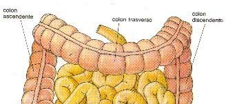 e) INTESTINO _ diretta continuazione dello stomaco _ la dilatazione dello stomaco si restringe e torna ad essere una struttura tubulare _ tra stomaco ed intestino c è un anello di muscoli lisci