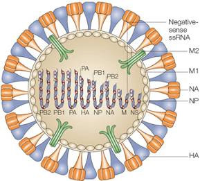 Influenza considerazioni generali Particolarità dei virus dell influenza circolazione permanente attraverso il mondo sorveglianza epidemiologica permanente mutazioni puntuali ( antigenic drift )