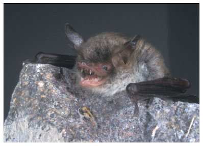 (Myotis dal apertura 17,5 solitamente 5 sulle Abitudini: pliche e suolo rintanarsi : lunghezza anni. fessure metri. foglie) nattereri) del trasversali.