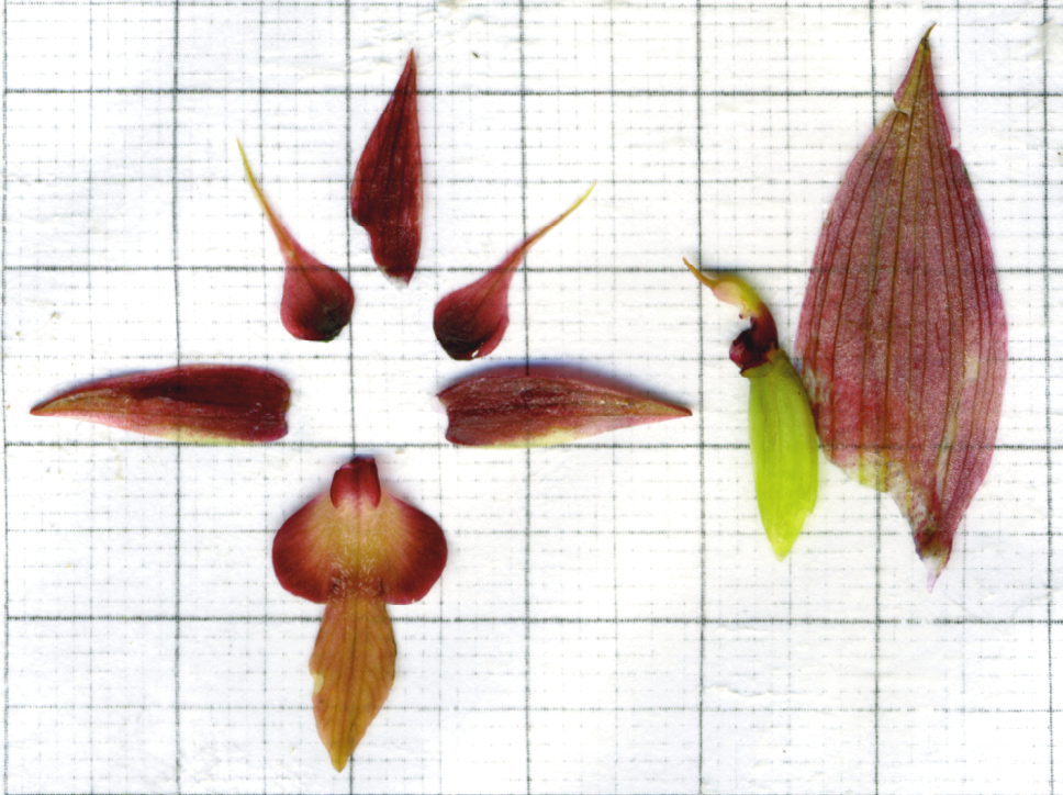 DESCRIZIONE DELL IBRIDO SERAPIAS X DEMERICOI Diagnosis: planta 20-30 cm elata. Caulis foliis viridibus lanceatis plenus. Inflorescientia primum densa, deinde laxa, parvis decibus floribus ornata.