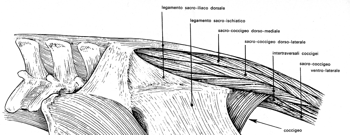 R. DELL ANCA O GLUTEA Limiti Distalmente: linea che dalla tuberosità dell anca